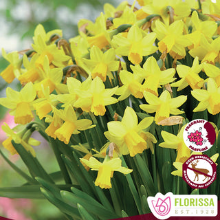 Narcissus Tete a Tete