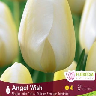 Tulip Angel Wish