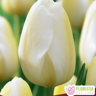 Tulip 'Angel Wish'