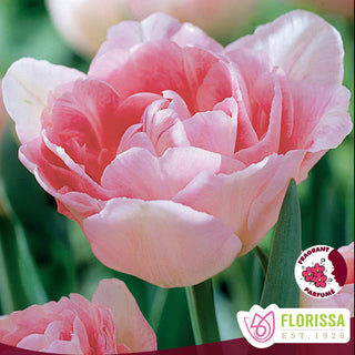 Tulip 'Angelique'