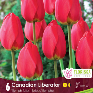 Tulip Canadian Liberator