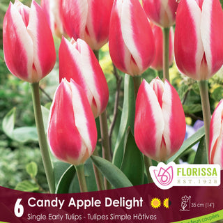 Tulip Candy Apple Delight