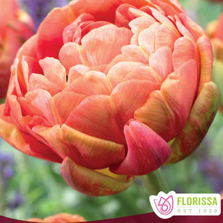 Tulip 'Copper Image'