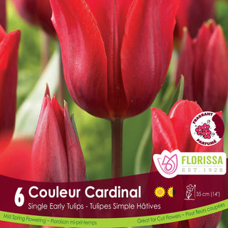 Tulip 'Couleur Cardinal'