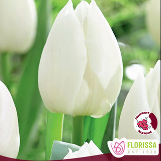 Tulip 'Diana'
