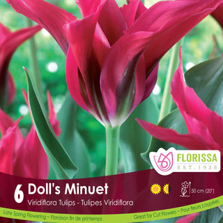 Tulip Dolls Minuet