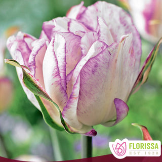 Tulip 'Double Shirley'