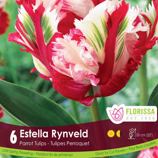 Tulip 'Estella Rynveld'