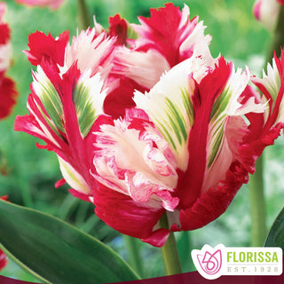 Tulip 'Estella Rynveld'