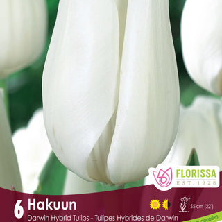 Tulip Hakuun