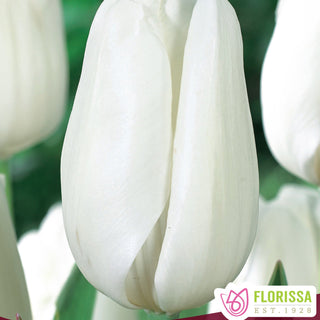 Tulip 'Hakuun'