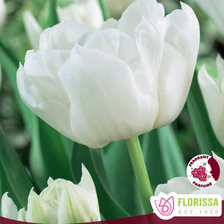 Tulip 'Mondial'