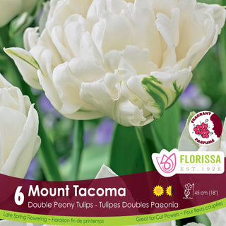 Tulip 'Mount Tacoma'