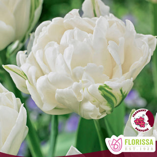 Tulip 'Mount Tacoma'