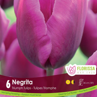Tulip 'Negrita'