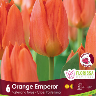 Tulip Orange Emperor
