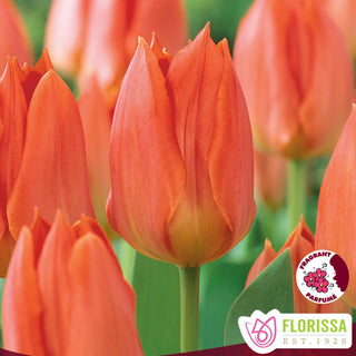Tulip 'Orange Emperor'