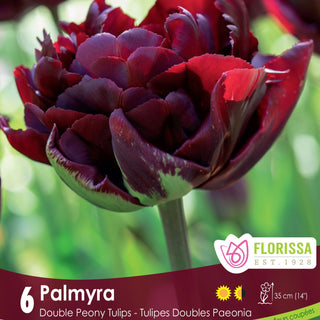 Tulip Palmyra