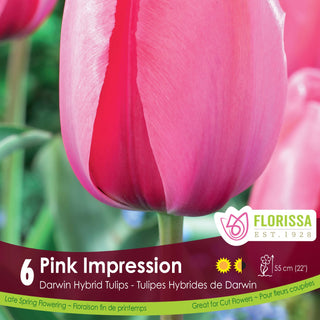 Tulip Pink Impression