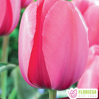 Tulip 'Pink Impression'