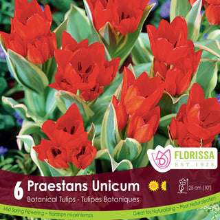 Tulip 'Praestans Unicum'