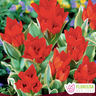 Tulip 'Praestans Unicum'