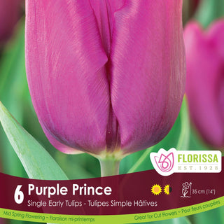 Tulip 'Purple Prince'