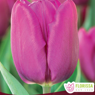 Tulip 'Purple Prince'