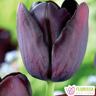 Tulip 'Queen of Night'