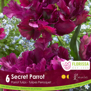 Tulip Secret Parrot