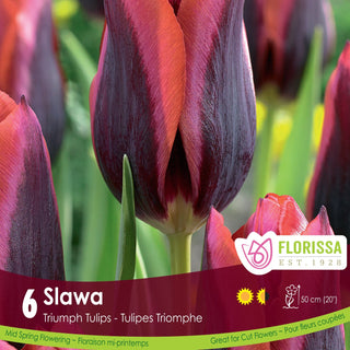 Tulip 'Slawa'