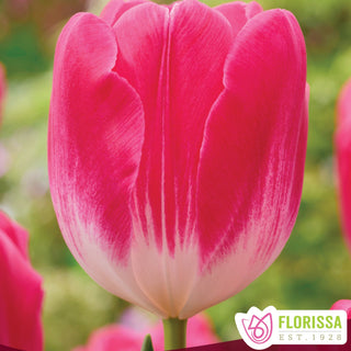 Tulip 'Sugar Baby'
