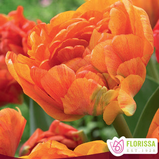 Tulip 'Sun Lover'