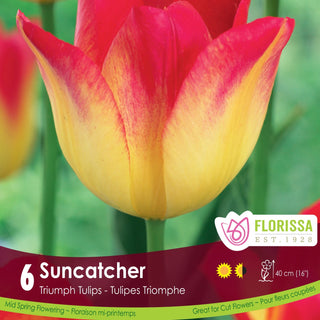 Tulip 'Suncatcher'