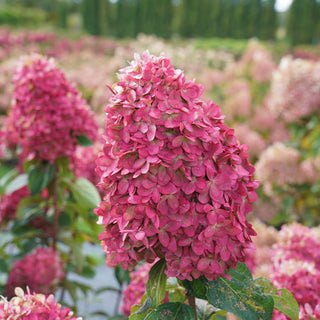 Hydrangea paniculata 'Limelight Prime'