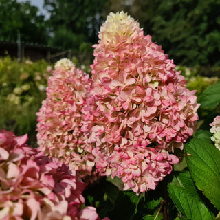 Hydrangea paniculata 'Little Fresco'