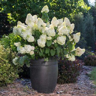 Hydrangea paniculata 'Little Hottie'