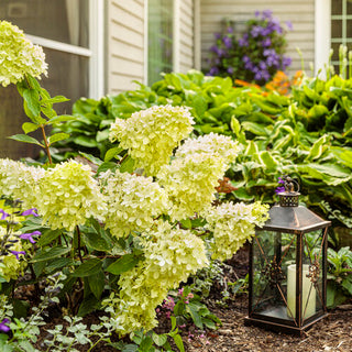 Hydrangea paniculata 'Little Lime'