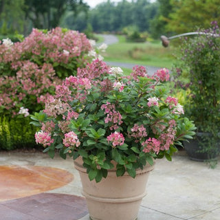 Hydrangea paniculata 'Little Quick Fire'