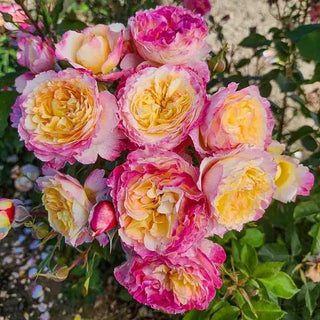 Bouquet of pink and yellow roses with green leaves