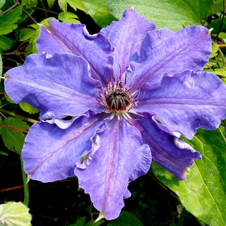 Clematis ‘Lord Neville’