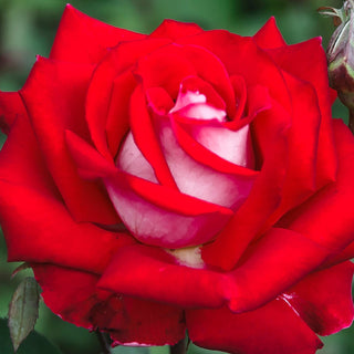 Rose ‘Love’