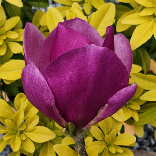Magnolia Cleopatra