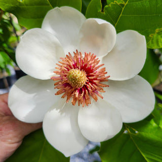 Magnolia Swede Made