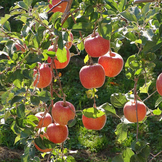 Apple - Malus domestica ‘Fuji’