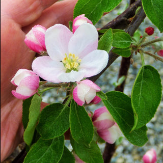 Apple - Malus domestica ‘Shamrock’