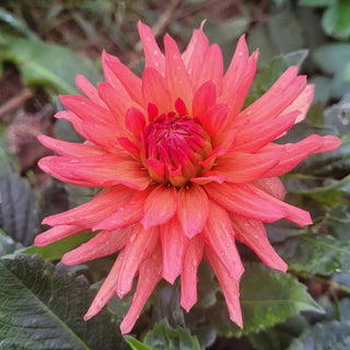 Dahlia 'Mango Sunset'