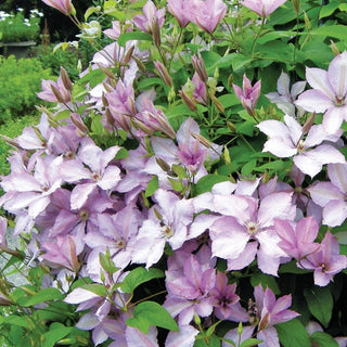 Clematis ‘Margaret Hunt’