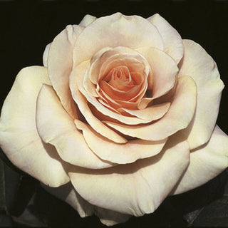 Rose ‘Marilyn Monroe’