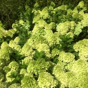 Hydrangea paniculata 'Mojito'